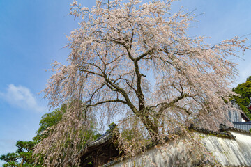 松平郷のシダレ桜（愛知県豊田市）