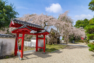 松平郷のシダレ桜（愛知県豊田市）