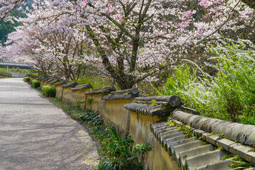 松平郷の室町塀と桜（愛知県豊田市）