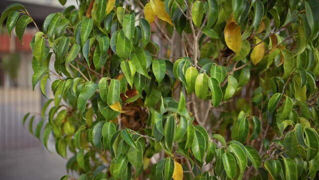 Lush green ficus benjamina leaves, commonly known as the weeping fig, thriving outdoors in murcia, spain.