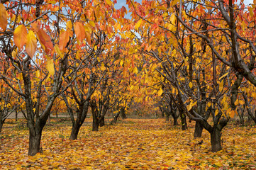 Fruit trees with red leaves during autumn in northern Greece