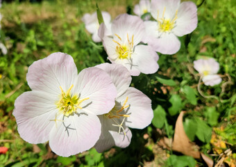 Flowers of the evening primrose (Oenothera speciosa) in a garden in spring time