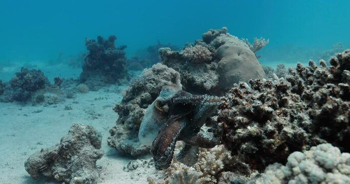 Dazzling color changing octopus hustle with his limbs.