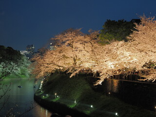 東京・千鳥ヶ淵のライトアップされた桜