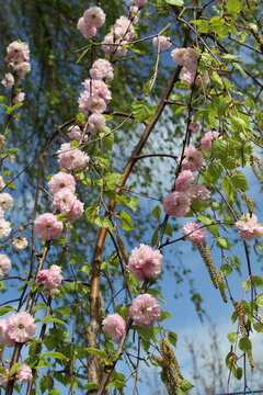 almond tree, Prunus triloba, amandelboompje