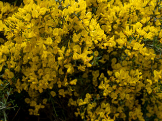 yellow flowers in the garden