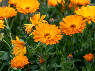 orange flowers in the garden