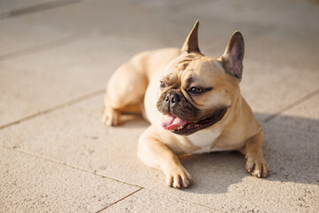 Portrait of adorable, happy dog of the French Bulldog breed in the park at sunset.