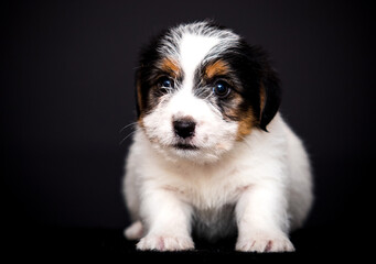 small black and white puppy on a black background - 778871801