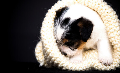 little puppy hiding in blankets - 778871824
