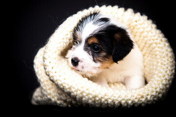 puppy shows tongue and wrapped in blankets - 778871885