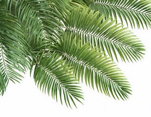 Fototapeta na wymiar green leaf of palm tree on white background
