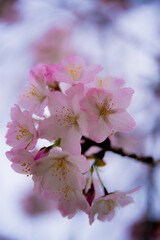 Obraz premium Cherry Blossom