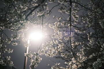 曇りの夜桜