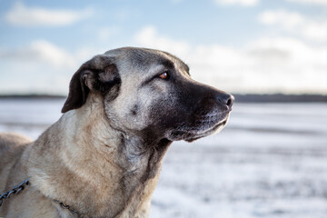 Turkish Kangal dog in the pasture in winter. 