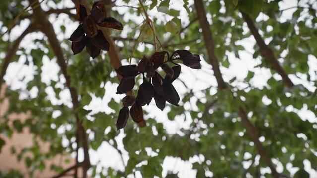 Close-up view of dry carob pods against leafy backdrop in murcia, spain