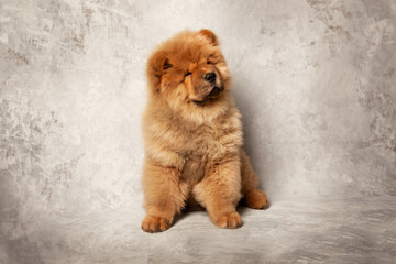 Fototapeta na wymiar Cute fluffy red chow puppy, studio shot on a gray background of concrete texture. 