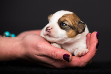 small newborn puppy in human hands - 778877611