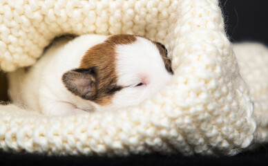 small newborn puppy lies in a knitted blanket - 778877623