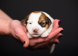 small newborn puppy lies on human hands - 778877629