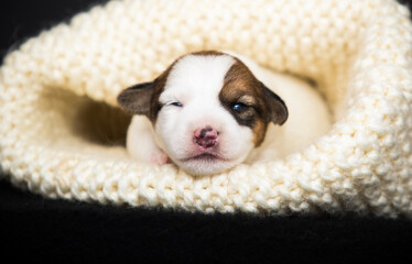 small newborn puppy lies in a knitted blanket - 778877633