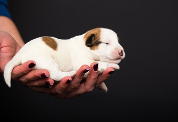 small newborn puppy lies on human hands - 778877642
