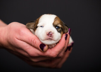 small newborn puppy lies on human hands - 778877652