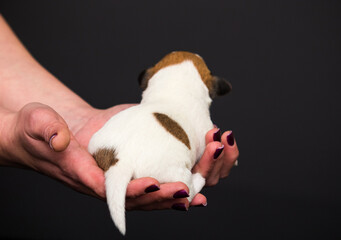 small newborn puppy backwards in human arms - 778877657