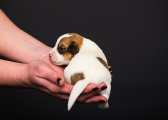 small newborn puppy in human hands - 778877667