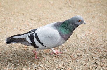 A pigeon walking alone along a path in a park, close-up. Dove.