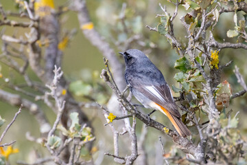 Hausrotschwanz, Männchen, Phoenicurus ochruros

