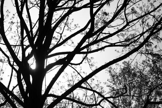 Tree crown photographed against the sun, high contrast, black and light.