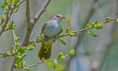 Cetti's Warbler (Cettia cetti) is a songbird that lives in bush areas. It occurs in suitable habitats in Asia, Europe and Africa.