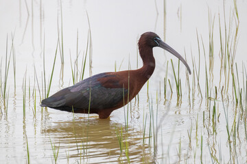 Brauner Sichler, Plegadis falcinellus