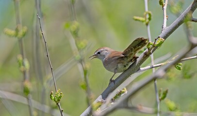 Cetti's Warbler (Cettia cetti) is a songbird that lives in bush areas. It occurs in suitable habitats in Asia, Europe and Africa.