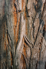 Background, texture of the surface of tree bark with sunlight. Nature photography.