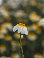 a field of daisies with blurred background