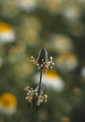 a flower in a field with a blurred daisy flowers
