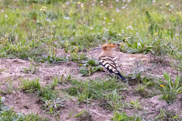 Wiedehopf, Upupa epops