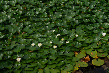 lotus
