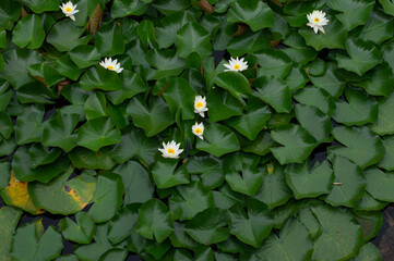 lotus
