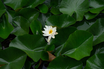 lotus
