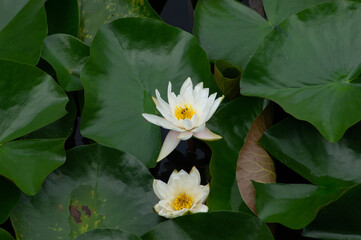 lotus
