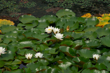 lotus
