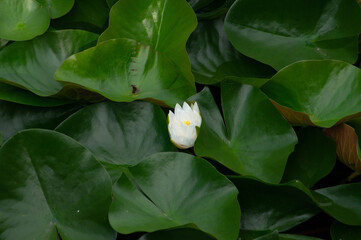 lotus

