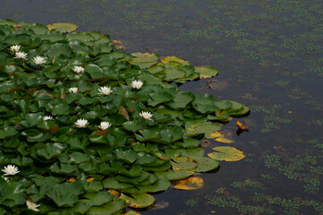 lotus
