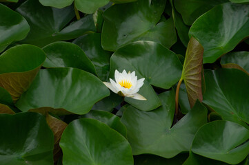 lotus

