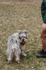 Photo of a beautiful old, gray, overgrown, hairy Miniature Schnauzer dog in nature. Portrait of a pet on a lawn in the forest.