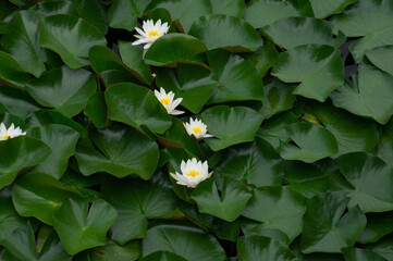 lotus
