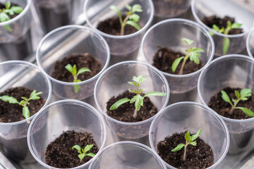 Group of tomato seedlings in plastic glasses on windows sill. Close-up of seedlings of green small thin leaves of a tomato plant in a container growing indoors in the soil in spring. 